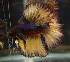 The Beauty Halfmoon Betta Betta Fish Betta Beta Fish
