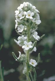 Image result for Indigofera cryptantha