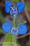 Image result for Commelina zambesica