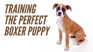 Training Boxer Puppies The Dog Training Secret