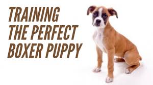 training boxer puppies the dog training secret