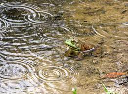 Frog In Pond During Rainstorm Rain Sound Of Rain Rainy Day
