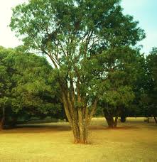 Image result for Bolusanthus