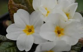 Es empfiehlt sich, lediglich welke blüten und beschädigte pflanzenteile regelmäßig zu. Primula Wanda Hybride Wanda Weiss Garten Teppich Primel