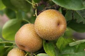 Asian Pear Trees | Frank P Matthews ...