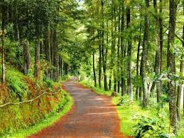Tunnel background with blue glow. Wallpaper Pemandangan Alam Nature Tree Flower Spring Blossom 928023 Wallpaperuse