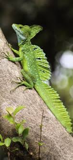 Weird Looking Green Lizard Basiliscus Plumifrons In 2020 Reptilien Reptilien Haustier Eidechse
