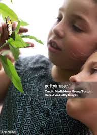 947 The Franklin Park Zoo Stock Photos, High-Res Pictures, and Images