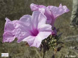 Image result for Ipomoea tenuirostris