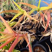 Image result for Aloe decurva