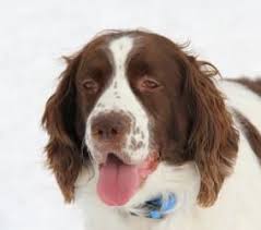 Springer spaniel puppies minnesota wisconsin. Adopt Beau On Petfinder English Springer Spaniel Springer Spaniel Puppies English Springer