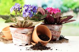 We answered this and other questions in our article. Best African Violet Soil Mix Garden Lovers Club