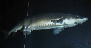 Sturgeon is the common name used for some 26 species of fish in the family acipenseridae, including the genera acipenser, huso, scaphirhynchus and pseudoscaphirhynchus. After 140 Million Years The Chinese Sturgeon May Soon Be Extinct Nrdc