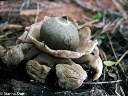 Image result for Geastrum triplex