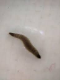 Bacterial infections, baking soda and benzene and baking soda and potassium for baking soda i know you can buy better baking soda in a health food store, but that's not an option where i live. Little Tiny Black Worms In Bathtub Are Drain Fly Larvae All About Worms