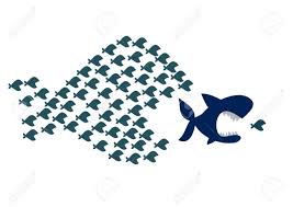 Big fish eat little fish small organizations or insignificant people tend to be swallowed up or destroyed by those that are greater and more powerful. Big Fish Eat Small Fish Royalty Free Cliparts Vectors And Stock Illustration Image 21573167
