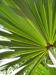 Check spelling or type a new query. Native Plants University Of Florida Institute Of Food And Agricultural Sciences
