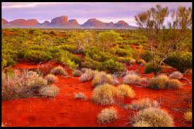 Sunt prezentate sub formă de planşe color dar şi informativ, o parte dintre aceste uimitoare plante şi vieţuitoare care. DeÈert In Australia Deserturi Australiene