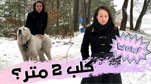 السلام عليكم شو جامعات الطب المعترف فيها في بيلاروسيا؟ و قديش القسط السنوي ؟ ÙƒØ§ÙÙŠ ØªØ®Ø§ÙÙˆÙ† Ù…Ù† Ø§Ù„Ø´ØªØ§Ø¡ Ø±ÙˆØ³ÙŠØ§ Ø§Ù„Ø¨ÙŠØ¶Ø§Ø¡ Youtube