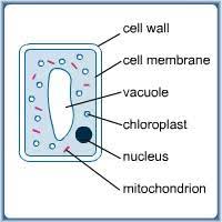 This polysaccharide provides plant cells with strength and rigidity. Simple Plant Cell Diagram Plant Cell Diagram Homeschool Science Science Education