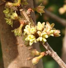 Image result for Rapanea