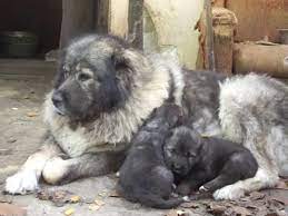 satilik kafkas coban yavru kopek ilani dogs animals kars