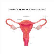 Diagrama Do Sistema Reprodutivo Feminino Vetor Premium