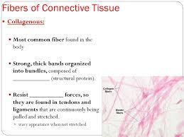Connective Tissue Components 3 Major Components Of Connective Tissue Extracellular Fibers Ground Substance Cells Extracellular Ppt Download