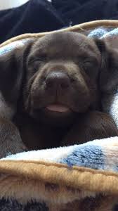 They will all be micro chipped and vaccinated ready to leave at 8 silver valley kennels of prescott arizona has akc registered silver and charcoal gray labrador retriever puppies for sale. Pin On Puppy Porn