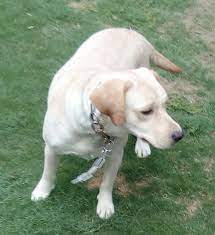 Joana's breeder is a certified european expert who breeds only labrador retriever puppies. Pets Pakistan Male Labrador For Sale Urgently Price Very Reasonable Price