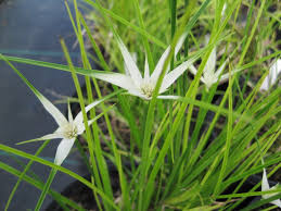 Image result for Rhynchospora gracillima