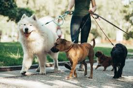 Maybe you would like to learn more about one of these? How To Start A Dog Walking Business A Step By Step Guide