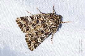 Image result for Hadena perplexa