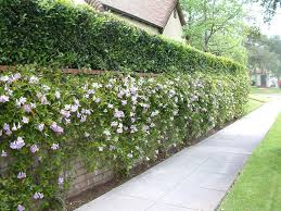 Image result for Bignonia callistegioides