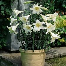 White carpet border lilies | breck's. Longiflorum Lily White Heaven