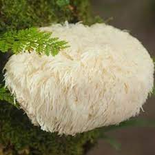 Lion's mane mushrooms are a type of fungus that can be used as a supplement. Lion S Mane Liquid Extract Organic Hericium Erinaceus Organic Mushroom Liquid Extract 100ml Med 79 90
