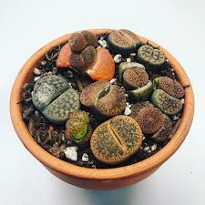 Payments are expected to continue over the next several weeks. Lithops Spliting Rare Succulents Lithops Succulents