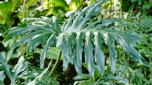 Philodendron mayoi (tahiti) has recently become one of the most sought after aroids in the collector community. Philodendron Mayoi Care Tips Everyone Should Know