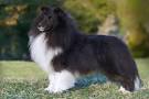 PuppyFind | Sheltie Puppies for Sale