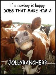 Memes That Make You Lol Irl Part 4 Page 50 Funny Animal Jokes Animal Jokes Punny Jokes