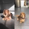 Long Haired Dachshund Grooming Cuts