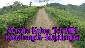 Meski mungkin pemandangan yang ada tak jauh berbeda dengan. Wisata Kebun Teh Mpi Cipasung Lemahsugih Majalengka Youtube