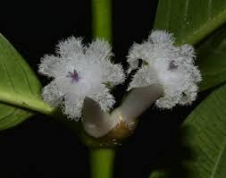 Image result for Lasianthus