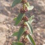 Image result for Ammannia baccifera