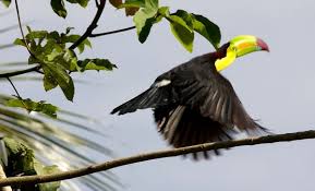 Black Bird With Large Orange Beak The Keel Billed Toucan Known As The Bill Bird Locally Is The National Bird Of Belize The Most Ob Tropical Forest Reptiles And Amphibians Keel Billed Toucan