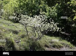 Image result for Amelanchier ovalis
