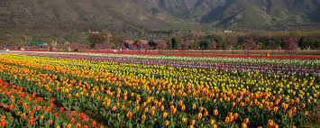Related searches for flowers bangalore: Flower Festivals In India 7 Places Worth Visiting