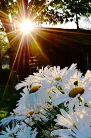 Sunshine helps plants generate energy, but more isn't always better. Warmth Good Morning Sun Beautiful Flowers Beautiful Nature