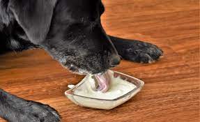 Store pickup & delivery options available for top brands in foods, fashion, electronics, and 40+ departments. 5 Best Yogurts For Dogs Canine Probiotics