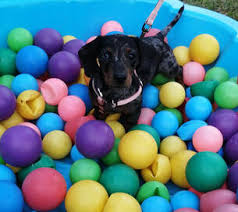 24/7 uk based reunification service. Rose S Puppy School Friends Of The Dog